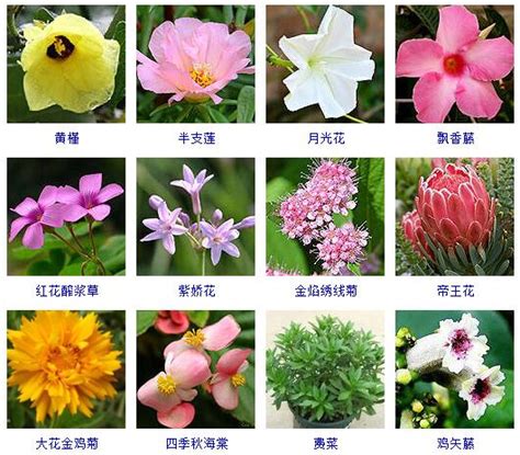 花的名字和图片|200种花卉名称大全及代表花语